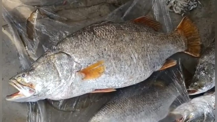 ছবি: নিউজ এক্সপ্রেস